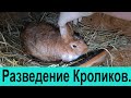 Разведение кроликов. кролиководство