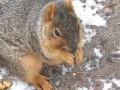 What You Don't Know - Squirrels