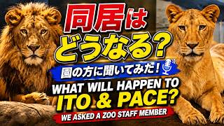 【円山動物園】イトとパーチェの同居はどう進む？園の方に聞いた“本当の考え方”　How will Ito and Pace’s cohabitation go?