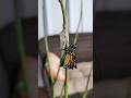 A year ago i documented the metamorphosis of 4 beautiful monarchs from caterpillars to butterflies