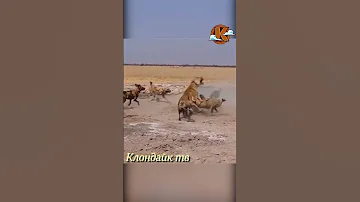 Львица против гиеновидных собак. Дикиак природа.
