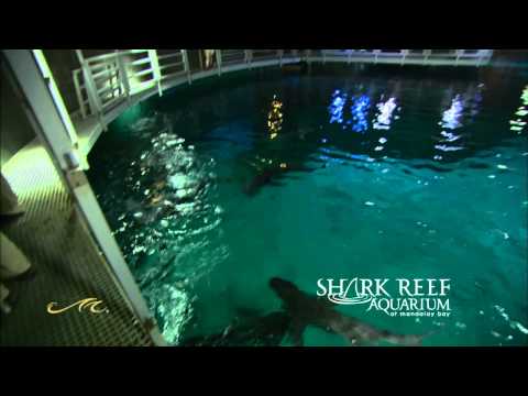 Shark Reef Aquarium at Mandalay Bay Resort in Las Vegas, Nevada