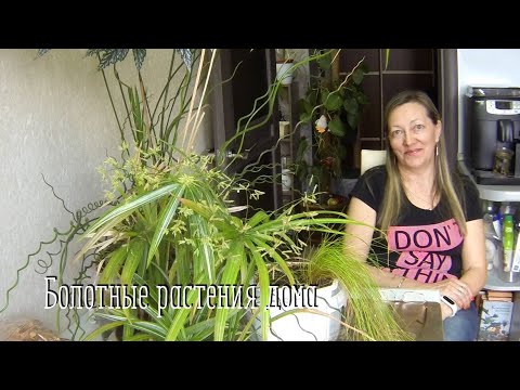 Видео: Циперус (47 снимки): грижа за стайно цвете у дома, хелфер на циперус и папирус, редуващи се листа и 