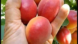 Новинка! Абрикос Ізігат. Apricot Izigat. Гарний абрикос, який має присмак малини.
