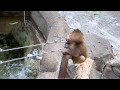 サル山:バラとラジアン「いざとなったらやっぱりおかあさん」(ニホンザル)@上野動物園 - DSCN5234