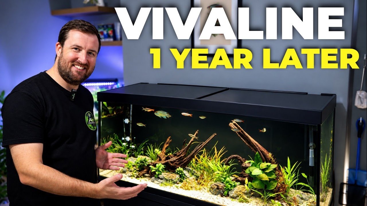 Is the Eheim Vivaline 240 Still the Best 4ft Aquarium After 1 Year?