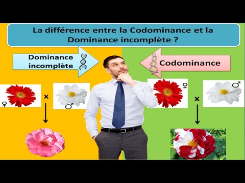 Vidéo: Quelle est la différence entre la dominance et la codominance ?