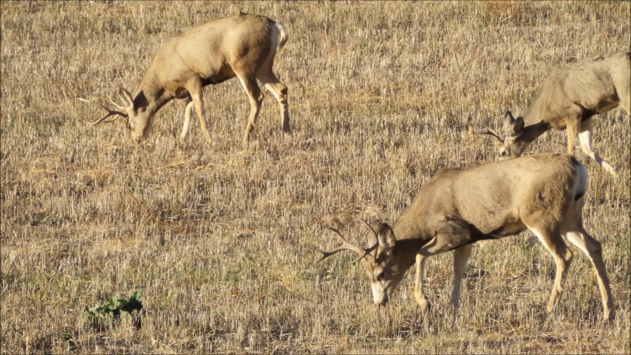 Wyoming Black Hills DIY Deer Hunt 2015 YouTube