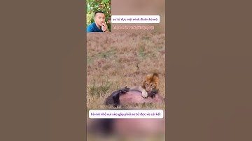hà mã nhỏ thật xui xẻo gặp phải sư tử đực và cái kết #thegioidongvat #shortvideo #shorts #nhutreview