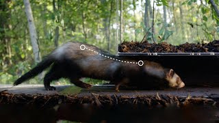 Why are Ferrets So Bendy? | Weasels: Feisty & Fearless | BBC Earth