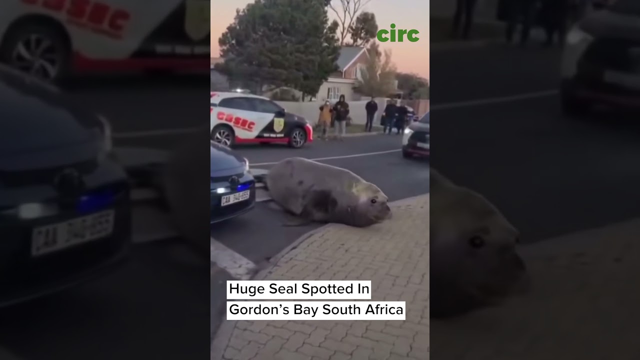 4,400lb Seal Spotted In Gordon’s Bay South Africa. 