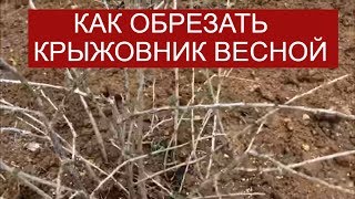 обрезка  крыжовника весной(Обрезка крыжовника весной это основа урожая этого лета и основа урожая будущего года. Делать это несложно...., 2015-03-22T21:47:51.000Z)