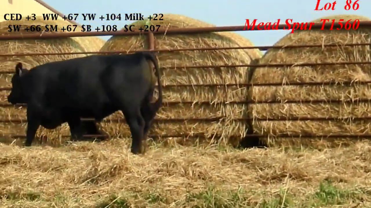 Mead Farms Lot 86 YouTube