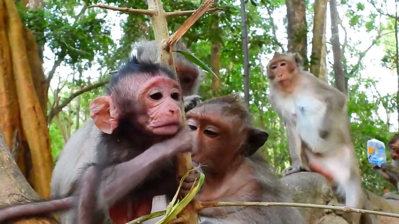 Rina's mother is taking care of her baby. The offspring are in good shape. Good luck baby monkey