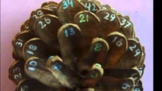 MATH123 Group - VODCAST - Fibonacci Numbers & Golden Ratio