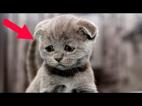 Video: Tämä Baby & Kitten Cuddling on niin söpö, että se on eräänlainen loukkaantunut silmäsi
