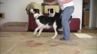 Turn and Back up through your legs: 'How to' Dog Trick for Canine Freestyle