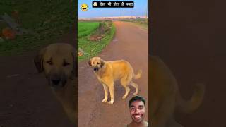 funny dog dance moves🐈 #funny #comedy #youtubeshorts #ytshorts #shorts #viral #trending