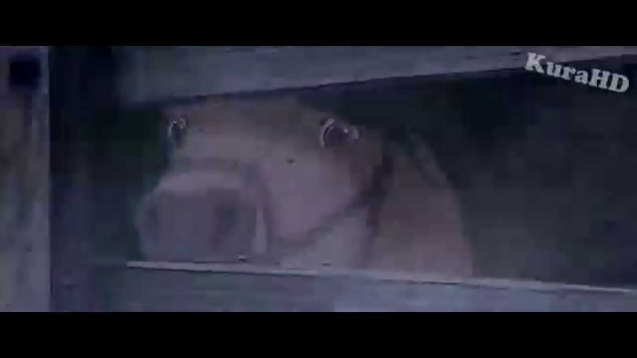 Spirit - Spielt das Horn nochmal