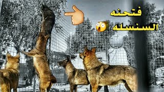 قررت افتح سلسلة الذيب الاسود الروسي شوف شسوه بالمحميه #ابو مقتدى