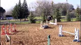 Oldenburg Gelding Grasshopper