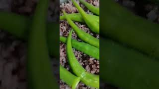 steamed okra over rice #lifehacks #trending #steamed #okra