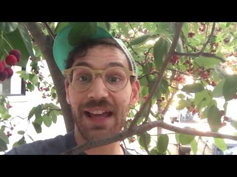 Video: Allegheny Serviceberry informācija: padomi Allegheny Serviceberry koku audzēšanai