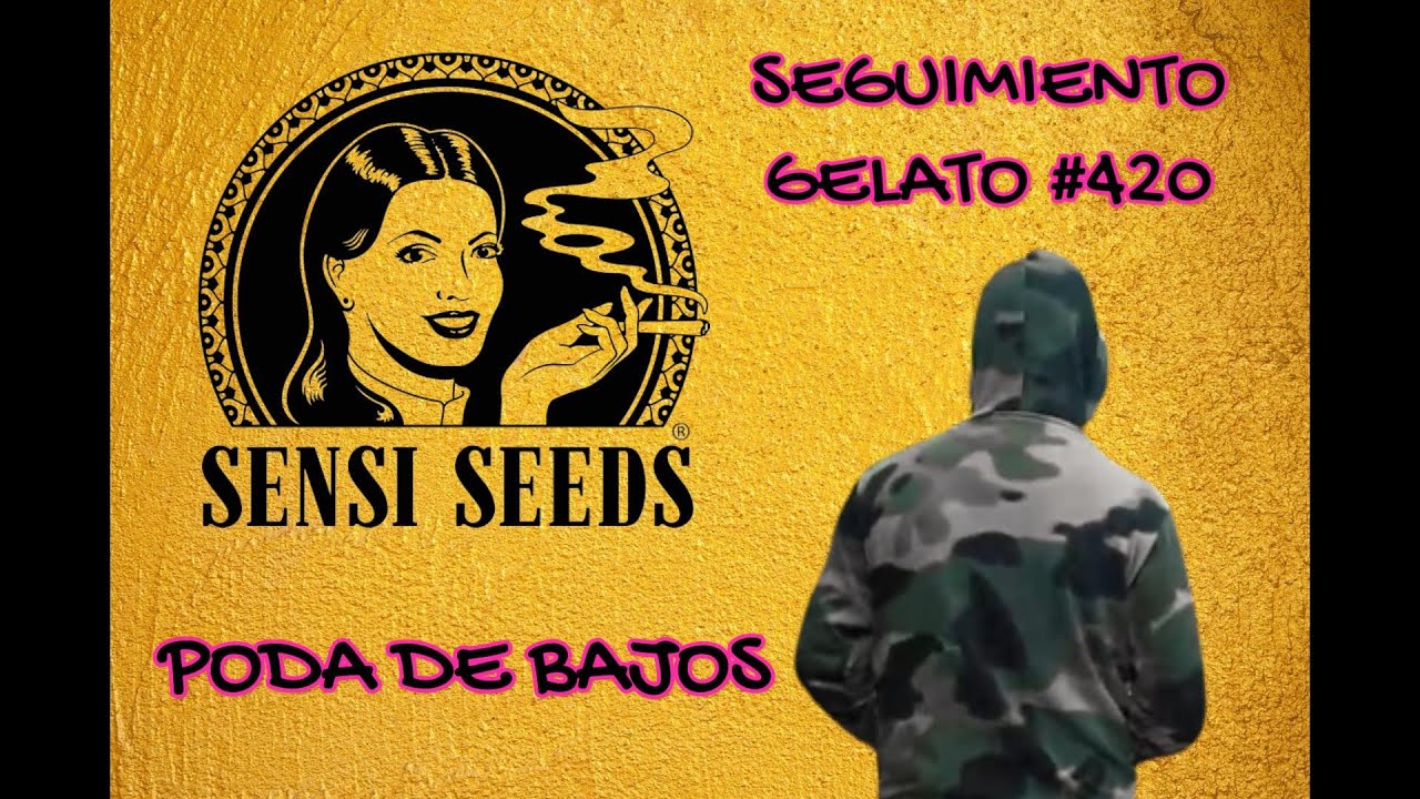 SEGUIMIENTO 🅶🅴🅻🅰🆃🅾 