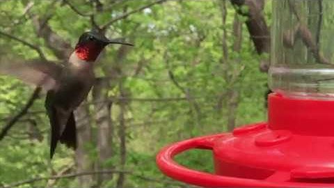 Super Close-up Slow Motion Male Ruby-throated Hummingbird