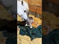 Throwback! Mini horse Karen wants treats from everyone near her baby