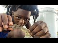 How to build a lizard mansion with a pool ￼￼