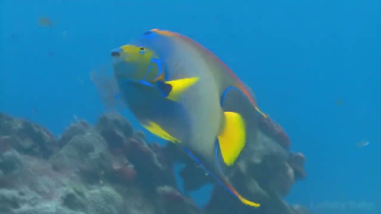 8 HOURS  UNDERWATER SOUNDS with MUSIC -  NO ADS  SEA TURTLES Swimming  Relaxing Sleep Music