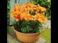 How to grow a lily in a pot