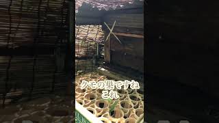 🎶🙅‍♀️日本ミツバチ巣門前❌ばってんマークは芸術的な🕸️🕷️