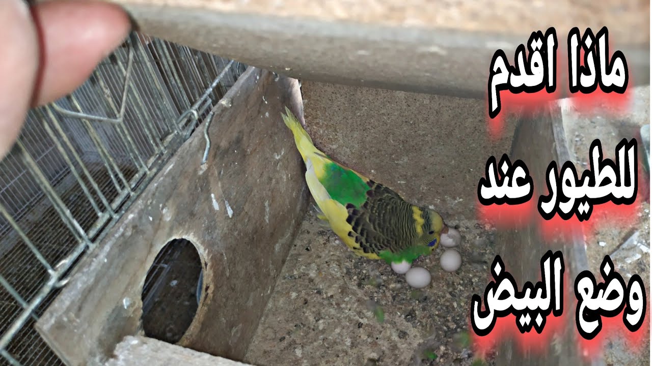 أفضل نصائح عن كيفية التعامل مع طيور البادجي عندما تضع البيض وماذا نقدم لها