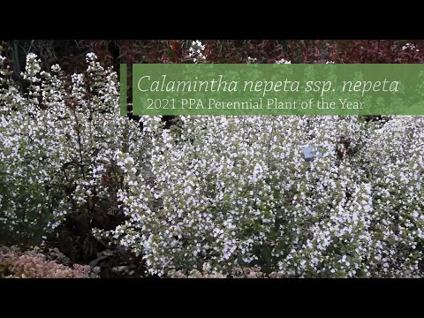 Video: Typer Calamint - Hvordan bruke Calamint-planter i hager