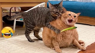 You Laugh You Lose Dogs And Cats  Funny Animal Videos 2024 #17