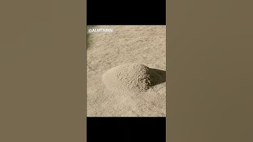 ياسر الدوسري سورة الفلق
