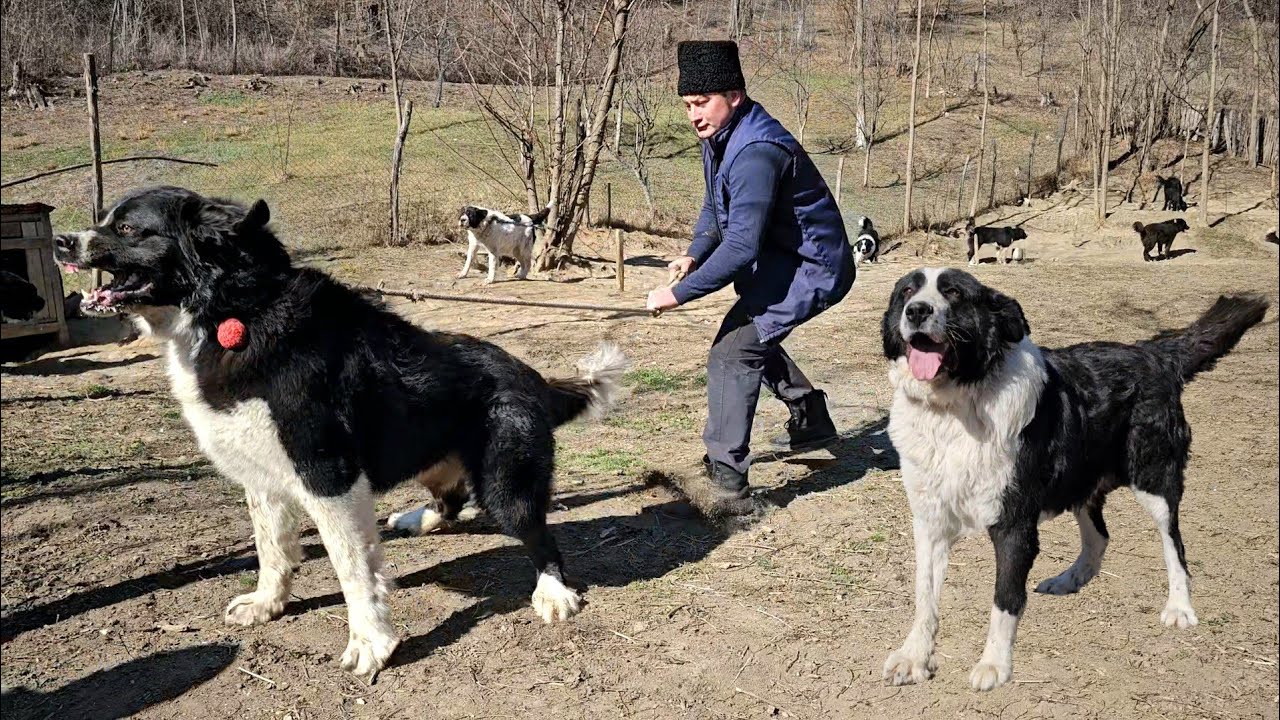 БОЛЕЕ 20 БУКОВИНСКИХ ОВЧАРОК И ОГРОМНЫЙ ВОРОН В ДОМЕ ИЛИ.