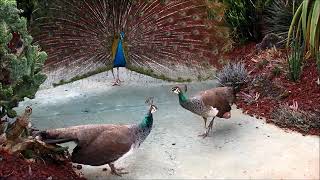 Two Peahens Fight Over Peacock