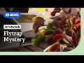 How do Venus flytraps snap shut so quickly? New study observes cellular mechanisms | ABC NEWS