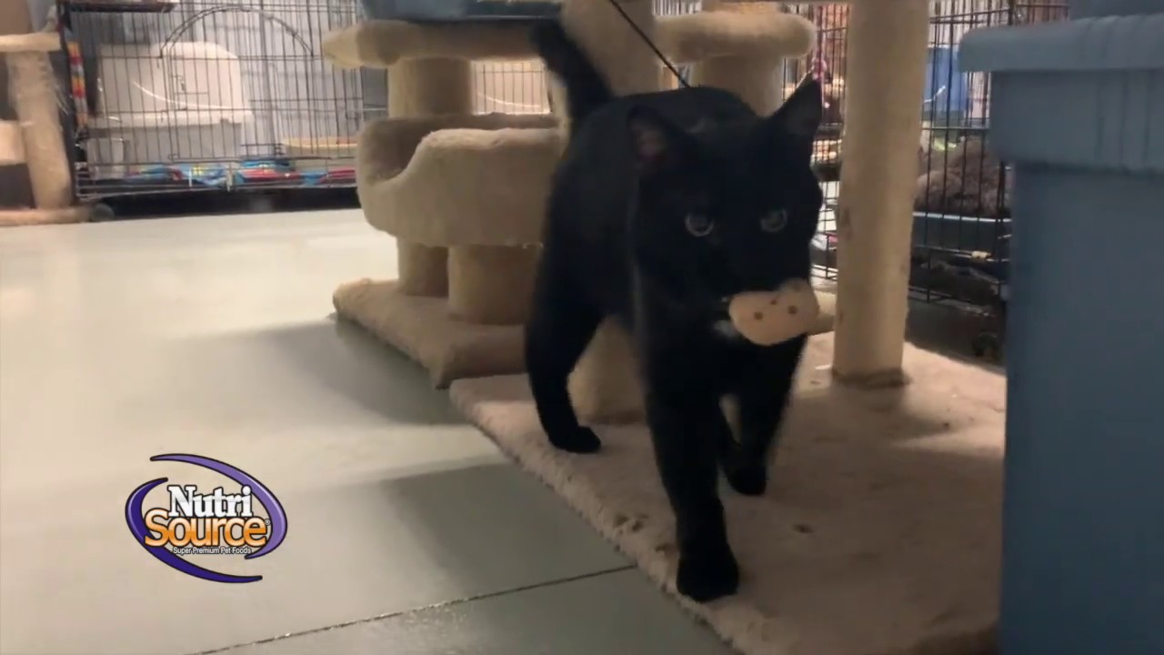 detroit lakes humane society