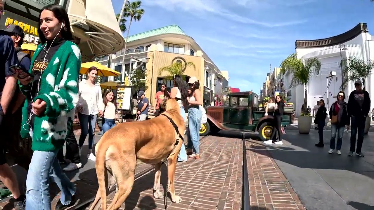 Cash 2.0 Great Dane at The Grove and Farmers Market in Los Angeles 84