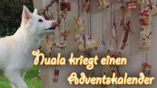 Nuala kriegt einen Adventskalender (Islandhund Welpe, 18 Wochen) - Amira's Blog by MsAmiratastic 372 views 9 years ago 2 minutes, 45 seconds