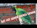 Cucak Ijo Roll Speed Tonjolan Gereja Tarung Buat Emosi Burung Lain Mp3 - Mp4 Download