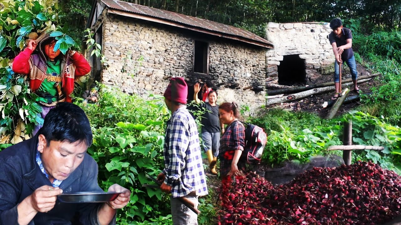 Beautiful Mountain Village Life in Nepal | Cardamom Harvest Season | Countryside Farming Lifestyle