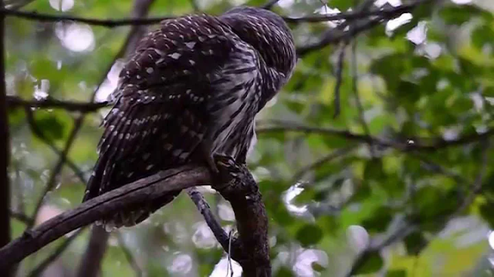 Barred Owl Call
