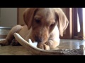 Finn the Yellow Lab with an Antler Shed