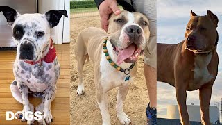 CUTEST Pit Bulls Who Learned to TRUST Again  | DOGS+