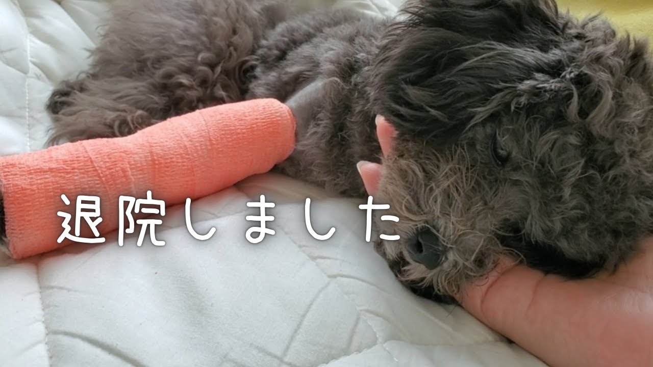 トイプードル子犬初めての顔バリに挑戦 出張トリミング Youtube